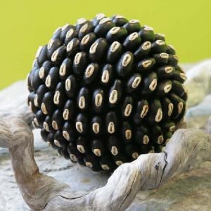 mucuna 2