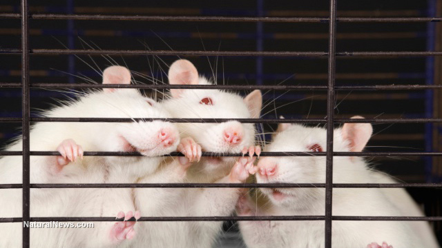 Rats-Mice-Cage-Experiment-Lab