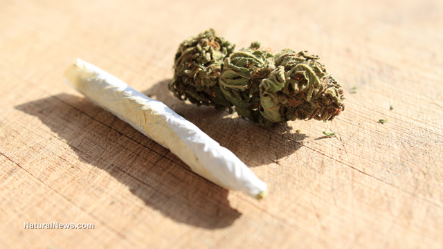Prescription-Marijuana-Joint-Drug