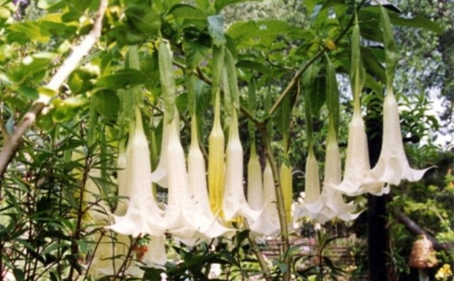 scopolamine-dragons-breath-640