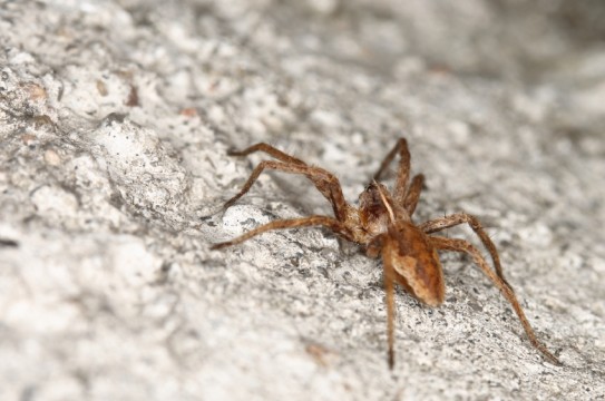 Brown-Recluse-Spider