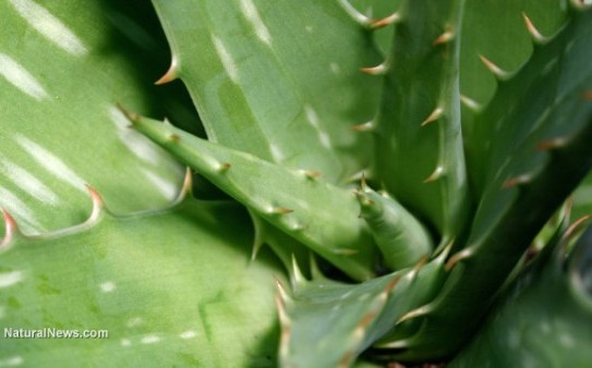 Aloe-Vera-Close-Up