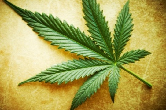 large_Marijuana-leaf-1