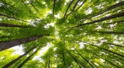 Big-Beech-Trees-Spring-Time