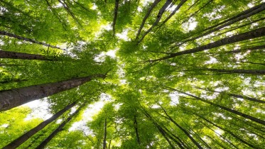 Big-Beech-Trees-Spring-Time