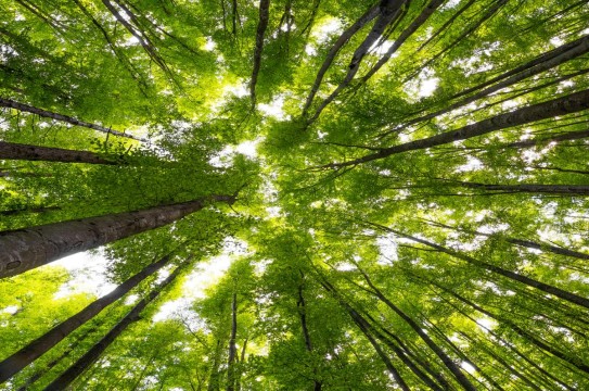 Big-Beech-Trees-Spring-Time