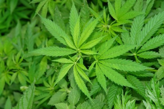 Cannabis-Drug-Marijuana-Plant