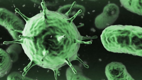 bacteria-e1462449583520