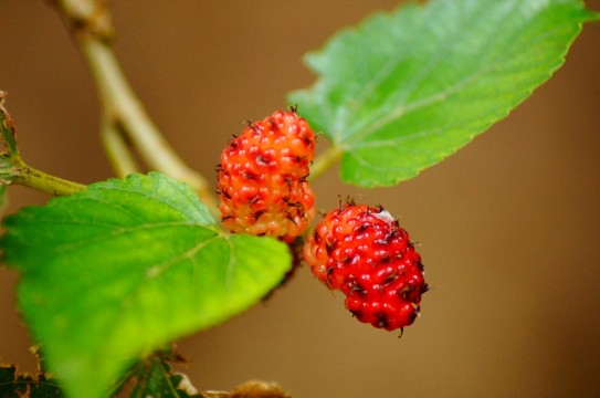 mulberries-201789_960_720