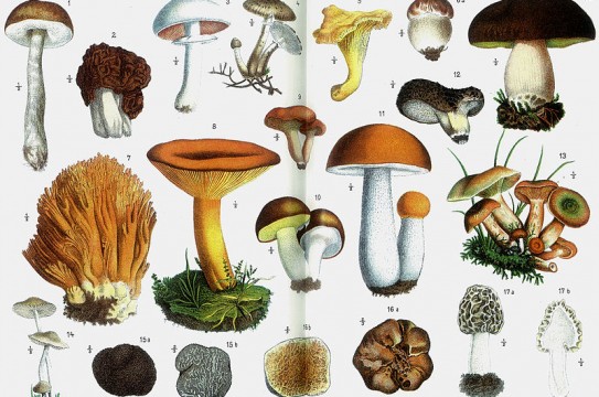 mushrooms