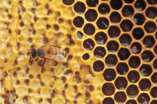 Bee-On-Honeycomb