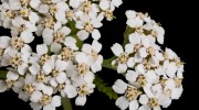 Yarrow-Herb