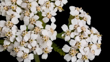 Yarrow-Herb