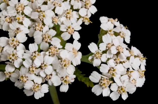 Yarrow-Herb