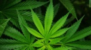 cannabis