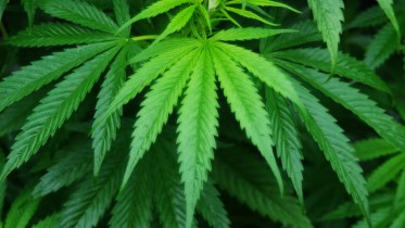 cannabis