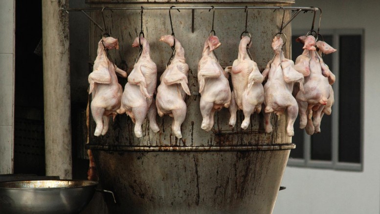 Hypocritical “vegetarians” who still eat chicken – what’s wrong with this picture?