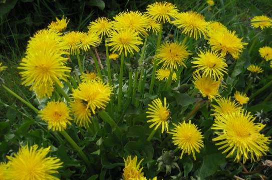 dandelions-grass-salve