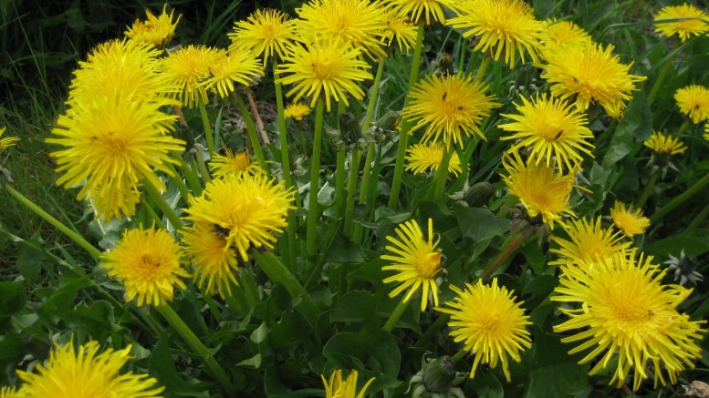 Dandelion root, a cancer cell killer, has a long history as medicine