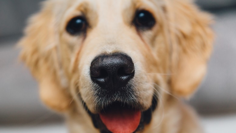 Drugs for your dogs? Big Pharma just won FDA approval for canine anxiety meds